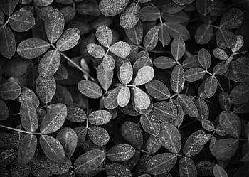 background, ecology, environment, foliage, fresh, garden, green, greenery, leaf, macro, natural