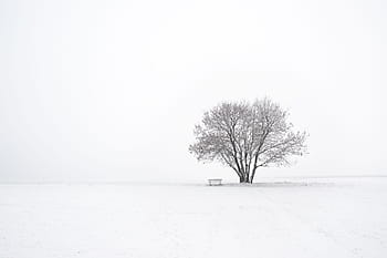 zimní, strom, sníh, Příroda, krajina, Studený, bílý, zasněžený, mlha, sníh krajina, zimní magie