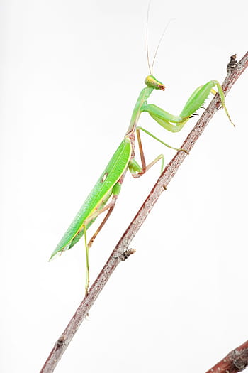 praying, mantis, insect, animal, antenna, arthropod, background, close-up, color, hunting, nature