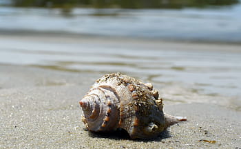 isolated, seashell, beach, looking, ocean., isolated seashell, conch shell, beach scene, seashells, sand, spiral
