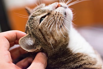 ev kedisi, hayvanlar, kedi, kediler, Evcil Hayvan, Evcil Hayvanlar