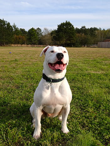 american bulldog, pitbull, animal, scot type, dog, male, boy