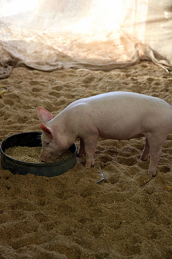 pig, animal, eating, cute, healthy, little