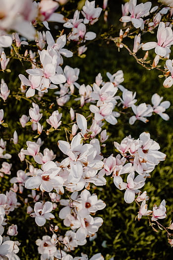 árvore de magnólia, flor, flores, jardim, adorável, floral, rosa, primavera, abril, botânica, magnólia