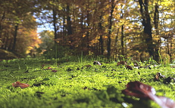 natură, peisaj, copaci, frunze, verde, toamnă, cădea, pădure, călătorie, aventură