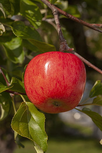 red, apple, fruit, garden, fresh, delicious, ripe, nature, autumn, colourful, bright