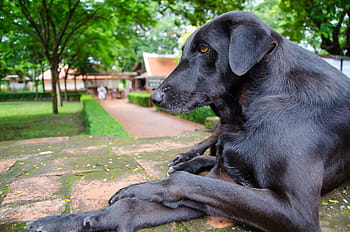 black, dog, repose, pet, animal, cute, puppy, canine, breed, smile, friend