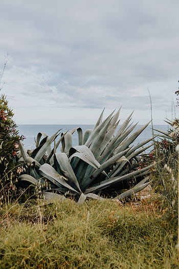 plantas de portugal, jardín, flora, naturaleza, plantas, suculentas, botánicas, portugal, algarve, cactus, agave