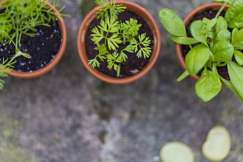 herbs, rearing, bed, plant, food, healthy, self catering, vitamins, garden, cultivation, vegetables