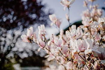 árvore de magnólia, flor, flores, jardim, adorável, floral, rosa, primavera, abril, botânica, magnólia
