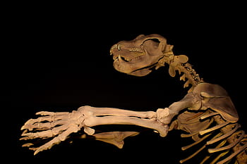 ถ้ำยักษ์, หมี, -, สูญพันธุ์, เมกา, ถ้ำ, Eocene, กะโหลกศีรษะ, เขี้ยว, สัตว์, โบราณ
