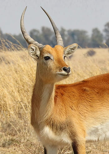lechwe, antilope di palude, karfu, antilope di palude di palude, antilope, Africa, acqua, safari, mondo animale, mammifero, natura