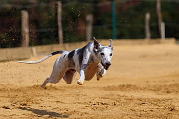 hond, windhond, huisdier, dierenportret, hondenportret, renbaan, hondenraces, sport, Hundesport, konijnenjacht, race