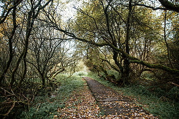 cesta, les, stromy, křoví, stran, větev, zelená, krajina, park, slunečního světla, dráha