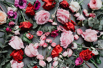 komposisi bunga, bunga, mawar, flora, ruang salin, indah, latar belakang, colorfull, pink, merah, valentine