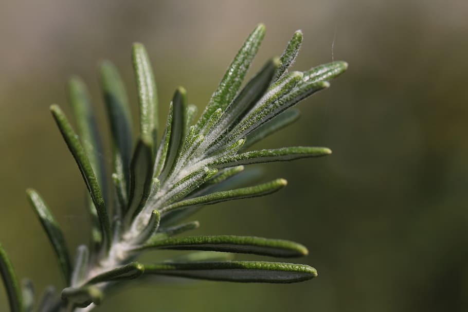 rosemary, spice, aromatic, herb, herbs, culinary herbs, bush, barbecue spice, green