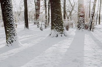 zimní park, bílý, čistý, venkovní, stromy, park, zimní, Studený, sníh, zasněžený