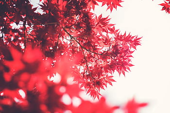 red, leaves, branches, trees, nature