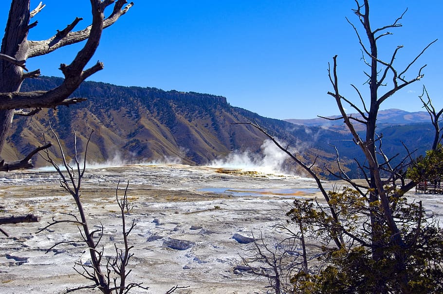 terraces at mammoth hot springs, terrace, springs, thermal, yellowstone, national, park, wyoming, landscape, nature, scenic