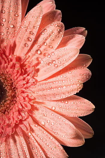 water, color, red, closeup, floral, petal, submerge, stem, gerbera, drop, gerber