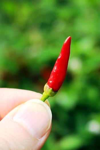 Červené, chilli papričky, držený, osoba, čili paprička, Chile, pepř, zeleniny, horký, ruka, držet