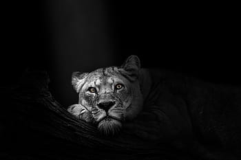 wallpaper, background, lioness, lion, animal, wildlife, wild, nature, predator, mammal, face