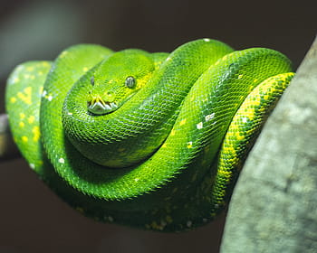 python, grøn træ python, slange, krybdyr, natur, vild, Australien