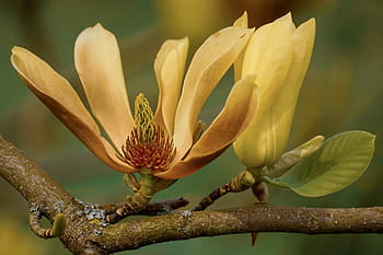 magnolia, yellow, blossom, magnolia acuminata butterflies, magnoliengewaechs, bloom, close up, branch, nature, spring, light