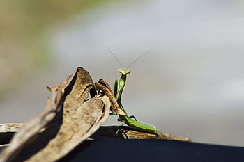 insect, mantis, green, nature, antennas, predator