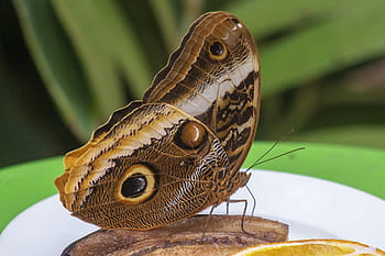 motýl, kokon, volně žijících živočichů, hmyz, motýlů, Chyba, zvíře, entomologie, delikátní, kukly, křehký