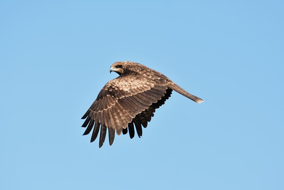 animal, sky, bird, wild birds, raptor, shared their feelings, video, feathers, wings, flight, wild animal