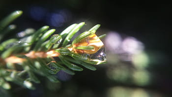 grenen tak, bedekt, dauw., dennenboom, dauwdruppels, dauw, evergreen, boom