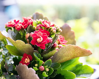 käthchen fiammeggiante, fiore, pianta, kalanchoe, flora, serra di lamiera spessa, rosso, fiori, verde, le foglie