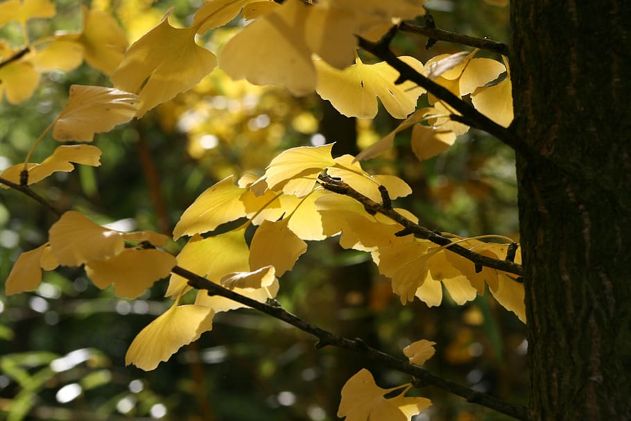 podzim, listy, ginkgo, žlutá, vznikají, podzimní nálada, podzimní barvy, Jasný
