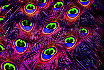 peacock feathers, color, plumage, iridescent, animal, pride, colorful, peacock wheel, peacock, nature, bird