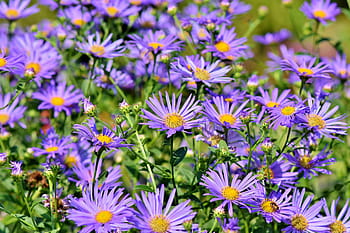astra, kompozitů, nachový, fialový, květ, asteraceae, rostlina, zahrada, Příroda, květinová zahrada