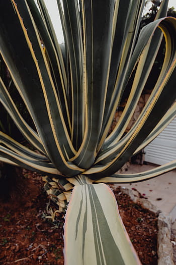 plantas de portugal, jardín, flora, naturaleza, plantas, suculentas, botánicas, portugal, algarve, cactus, agave