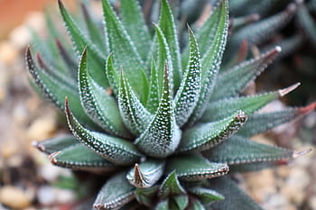 fermer, succulent, plante haworthia attenuata, usine de zèbre, Apicra Attenuata, Aloe Clariperla, famille, plantes non cactus, vivre, désert, Sud