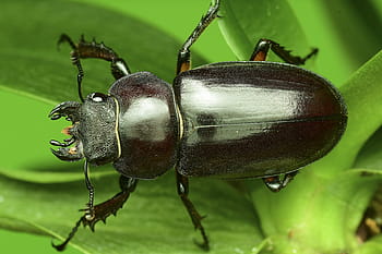 the deer bug, the stag beetle, insects, oak, insect, the deer and the cockroaches cancer male