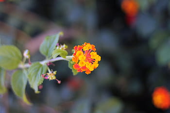 Turuncu çicek, canlı turuncu, çiçek güzelliği, bahçe çiçek, doğa fotoğrafçılığı, Parlak Yapraklar, açık flora, bitki yaşamı, doğal renkler, yakın çekim çiçek, yeşil yapraklar