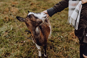 lucu, coklat, kambing, padang rumput, hewan, penggembalaan, desa