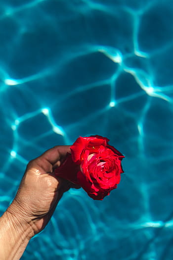fresco, jardín, rosa, azul, agua, natación, piscina, cálido, día de verano, verano, flor