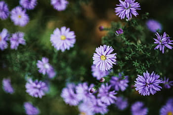 close-up bunga ungu, closeup, bunga, flora, padang rumput, ungu