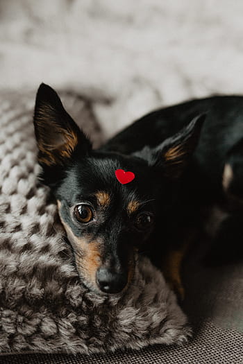 anjing, jantung, kepala, hewan peliharaan, hewan, lucu, anak anjing, manis sekali, cinta, merah, valentine