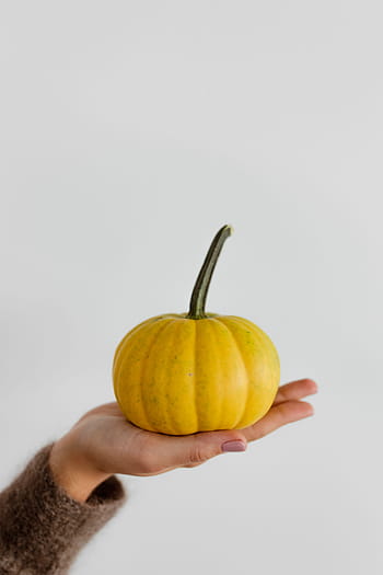 mujeres, manos, suéter, tenencia, calabaza, hembra, persona, amarillo, otoño, naranja, vegetal