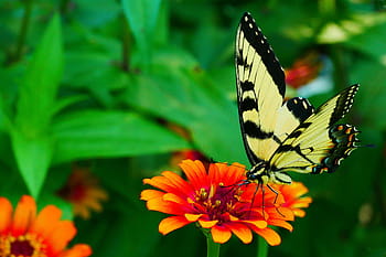 obrázek, Černá, žlutá, otakárek butterfly, odpočívá, cínie květ, květ., žlutý motýl, žlutý a černý motýl, obyčejný žlutý otakárek, papilio machaon
