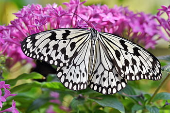 motýl, tropický motýl, exotický, hmyz, křídlo, velký motýl, tropické motýli, Příroda, Botanická zahrada