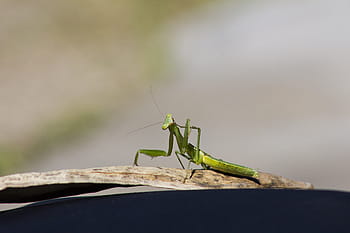 insect, mantis, green, nature, antennas, predator