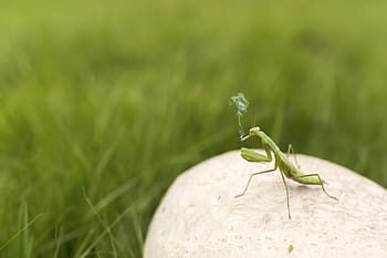 grasshopper, insect, grass, field