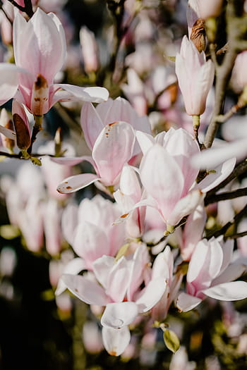 árvore de magnólia, flor, flores, jardim, adorável, floral, rosa, primavera, abril, botânica, magnólia
